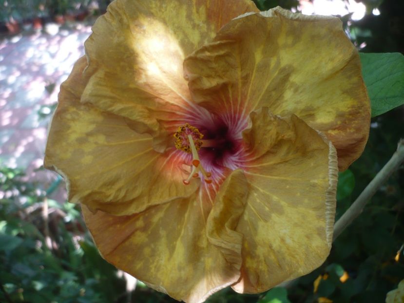 P1420765 - HIBISCUSI 2019-2
