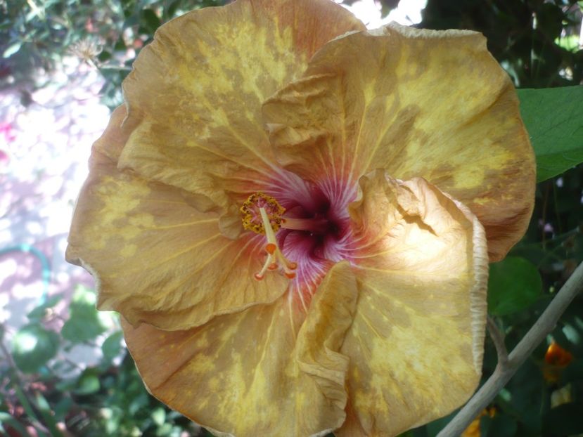 P1420766 - HIBISCUSI 2019-2
