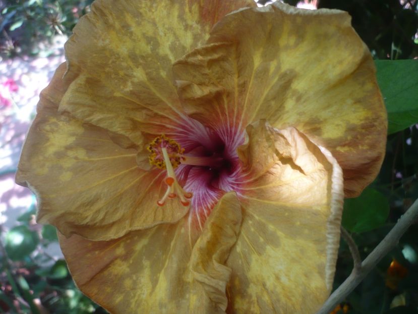 P1420767 - HIBISCUSI 2019-2