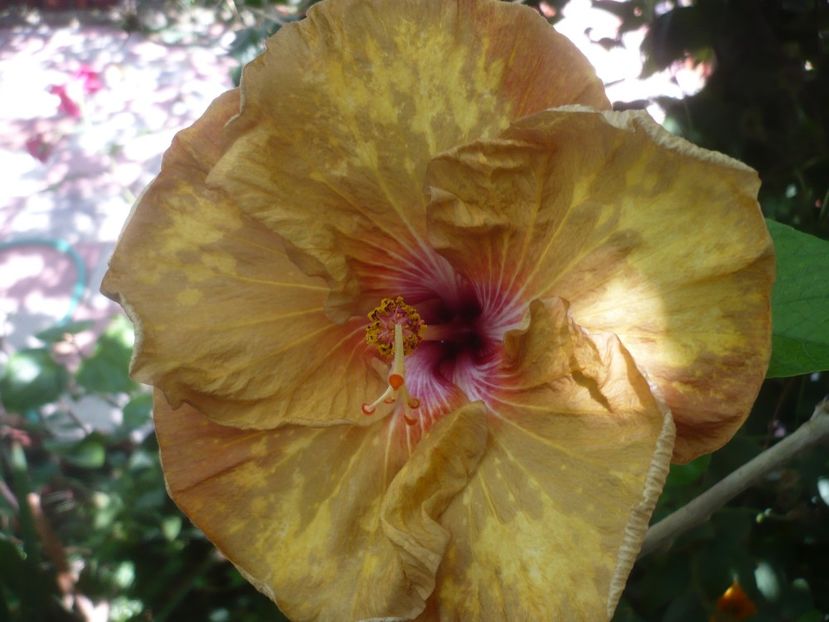P1420768 - HIBISCUSI 2019-2
