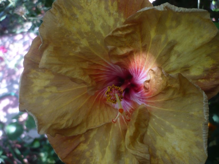 P1420770 - HIBISCUSI 2019-2