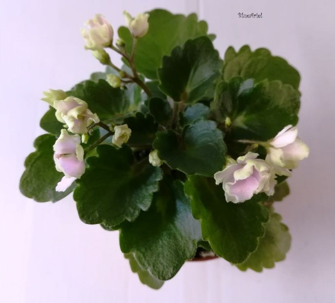 2019 - Petite Blarney