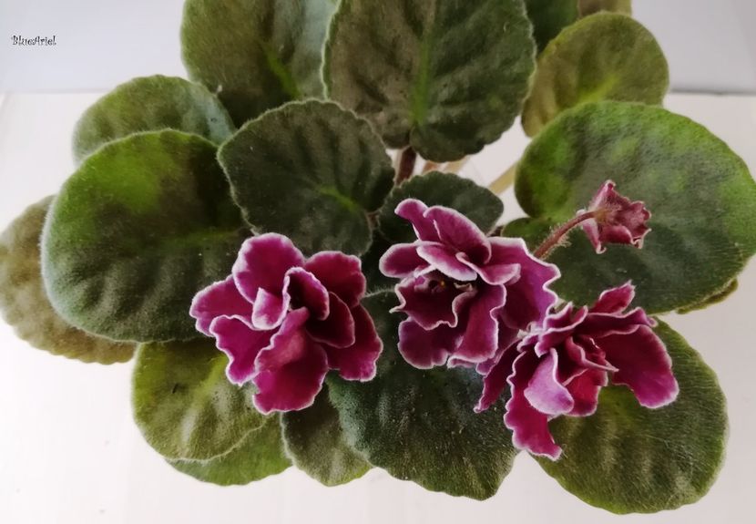  - Aca s Pink Delight