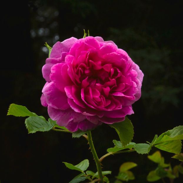 glory-of-the-wild-blue-yonder-rose-bonnie-follett - WILD BLUE YOUNDER
