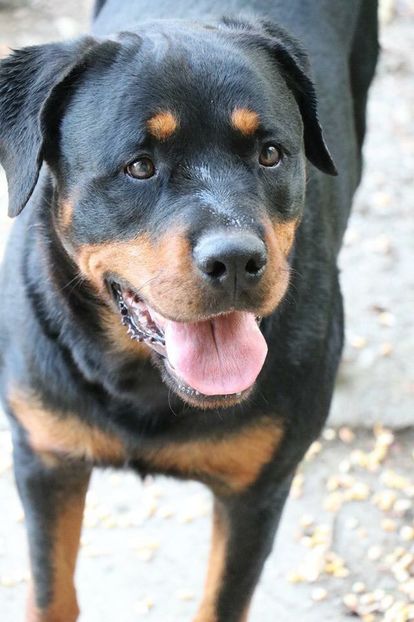 IMG-20190826-WA0025 - Brego