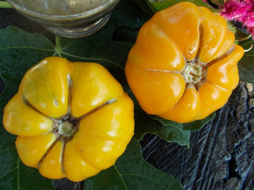  - SEMINTE ROSII - T 401 ACCORDEON