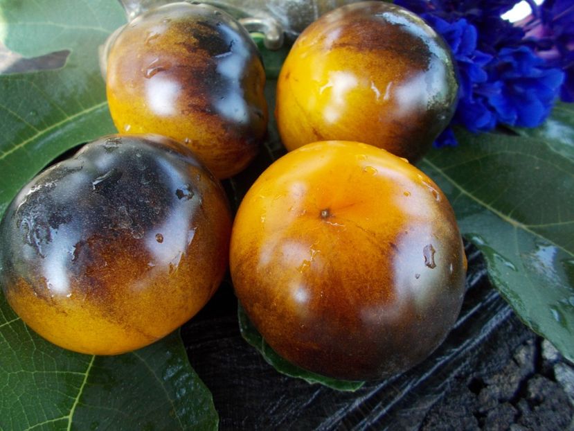  - SEMINTE ROSII - T 307 BLUE GOLD