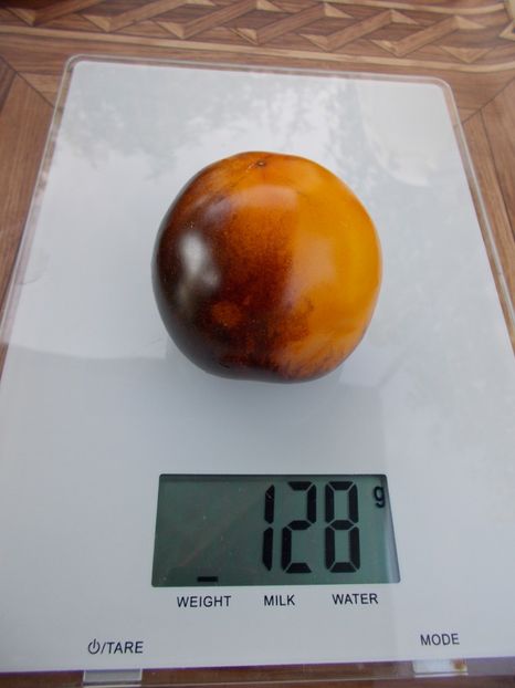  - SEMINTE ROSII - T 307 BLUE GOLD