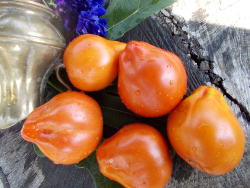  - SEMINTE ROSII - T 430 LIGURIA