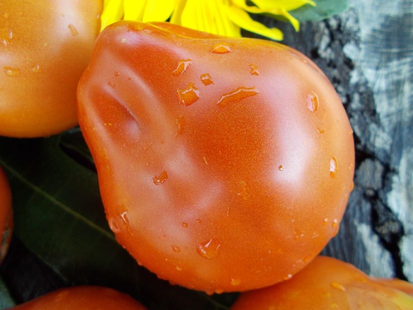  - SEMINTE ROSII - T 430 LIGURIA