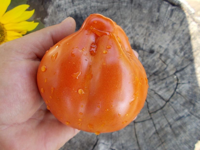  - SEMINTE ROSII - T 430 LIGURIA