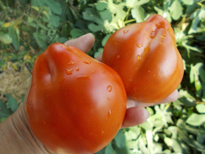  - SEMINTE ROSII - T 430 LIGURIA