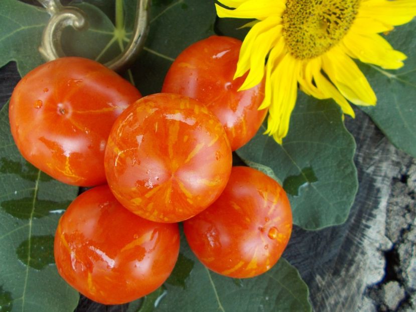  - SEMINTE ROSII - T 470 DEAN S BRAD GATES- philippe