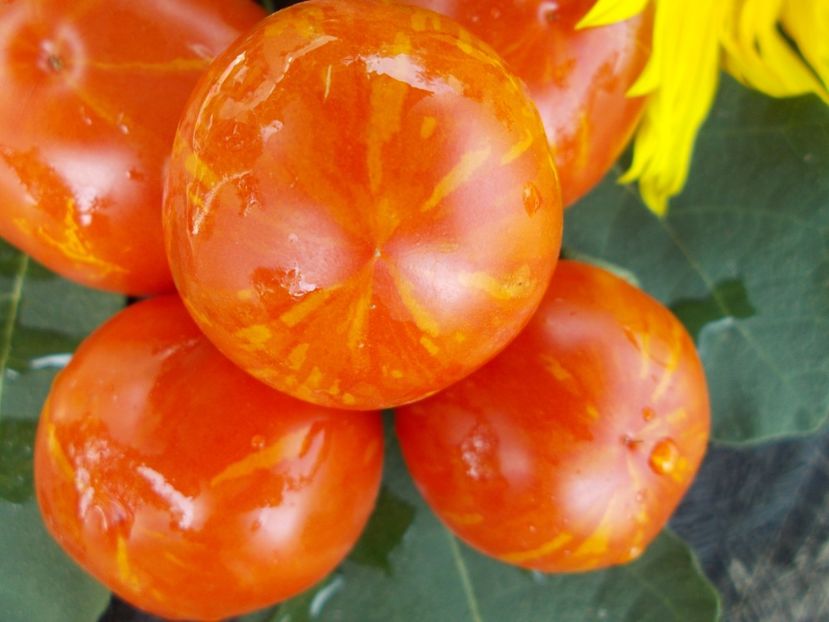  - SEMINTE ROSII - T 470 DEAN S BRAD GATES- philippe