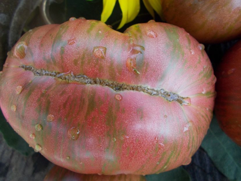  - SEMINTE ROSII - T 149 ADELAIDE FESTIVAL