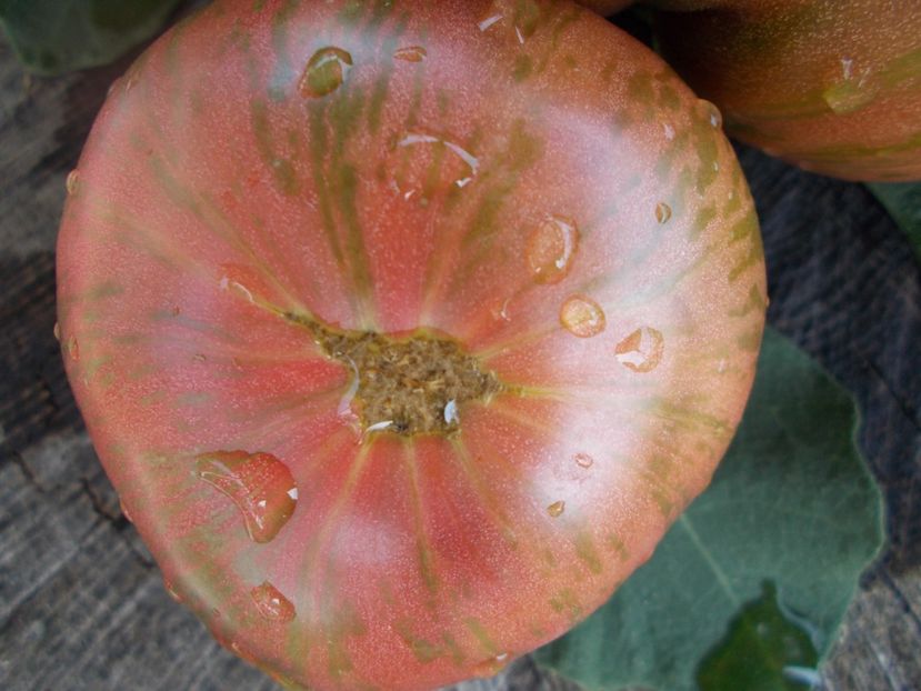  - SEMINTE ROSII - T 149 ADELAIDE FESTIVAL