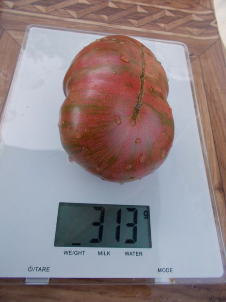  - SEMINTE ROSII - T 149 ADELAIDE FESTIVAL