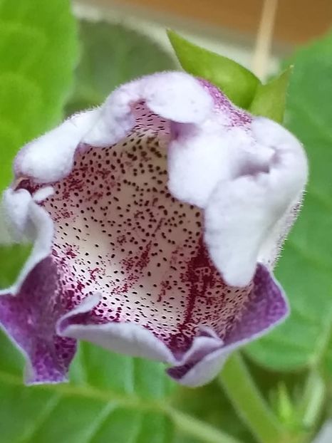  - Gloxinii 2019