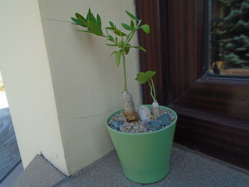 Talinum caffrum & Ibervillea sonorae - Caudiciforme si bulbi 2019