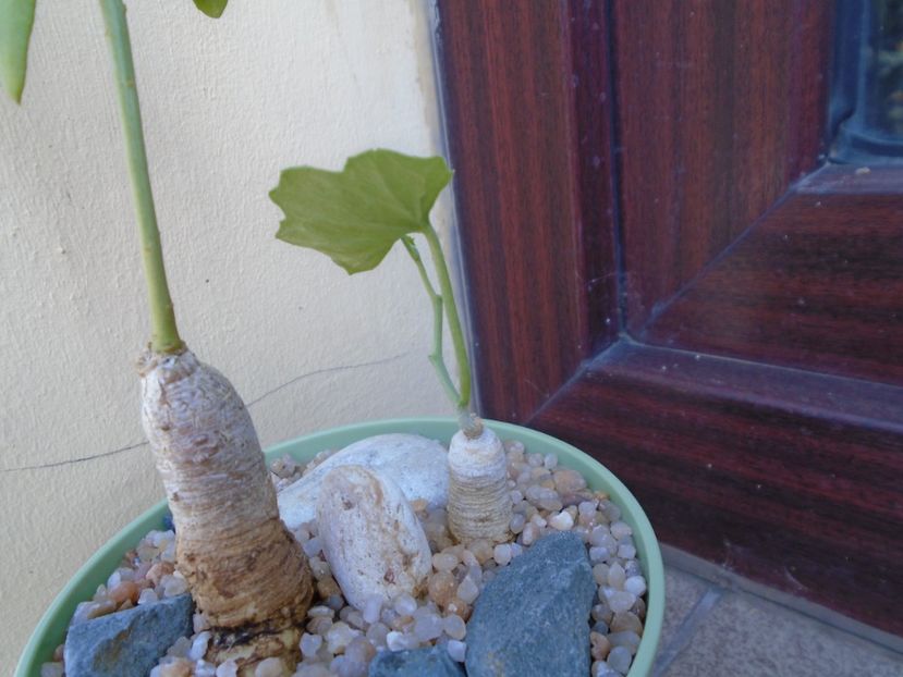 Talinum caffrum & Ibervillea sonorae - Caudiciforme si bulbi 2019