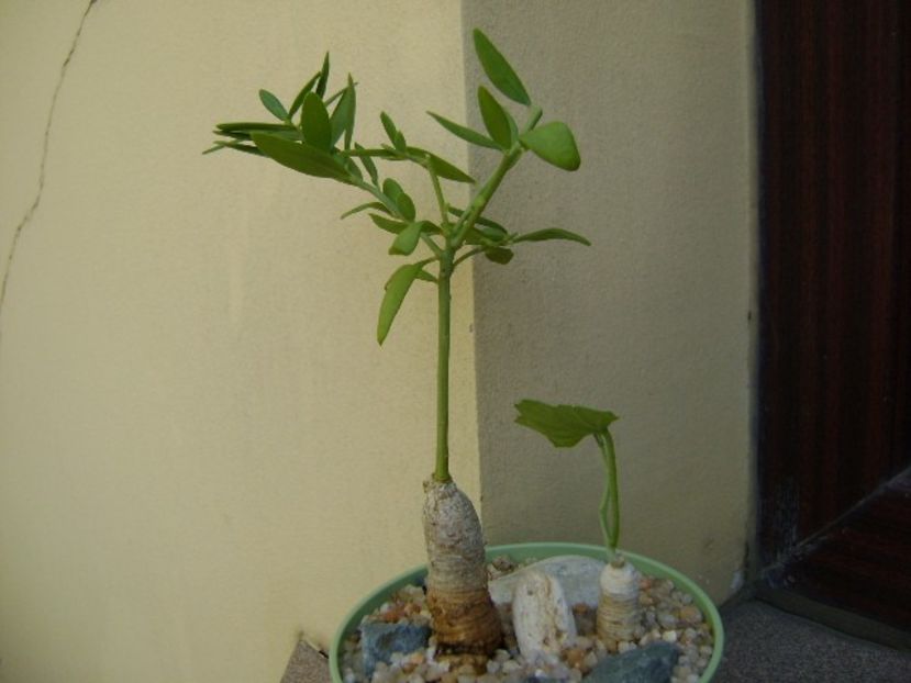 Talinum caffrum - Caudiciforme si bulbi 2019