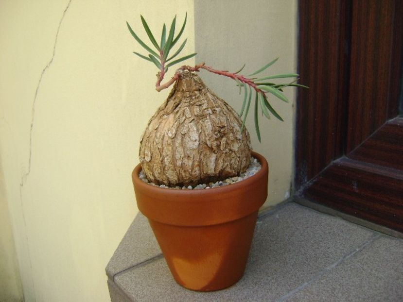 Euphorbia trichadenia - Caudiciforme si bulbi 2019