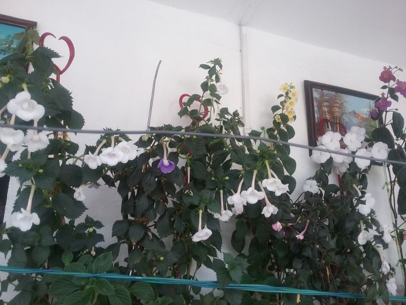  - 2016 achimenes