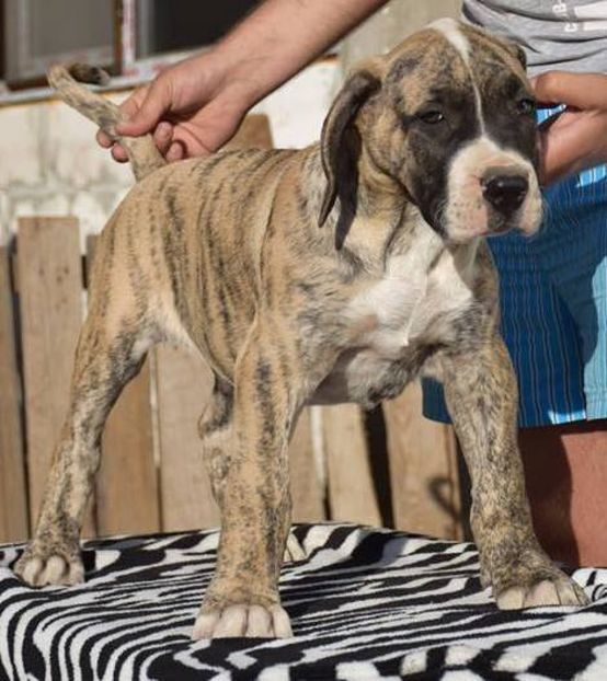 photo_18745 - Vand pui Dogo Presa Canario Giurgiu cu pedigree Canisa FCI