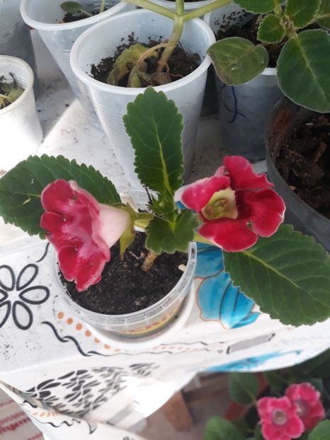  - Gloxinia din seminte