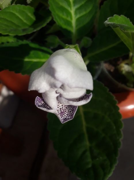  - Gloxinia din seminte