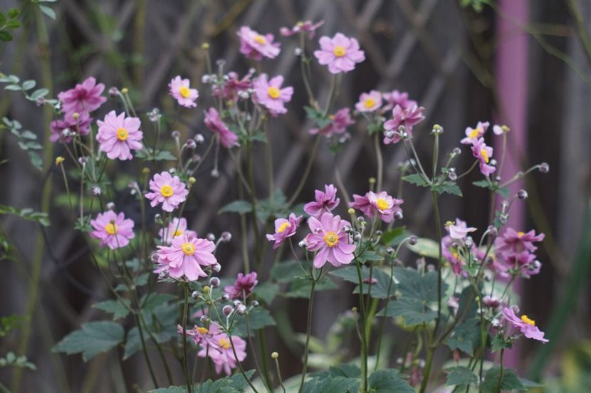  - August 2019- August 2020