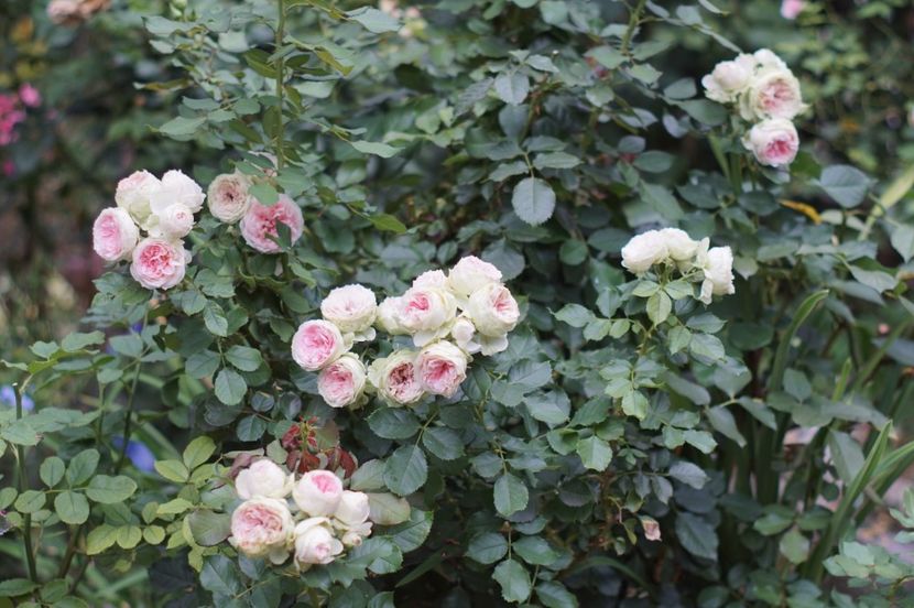  - August 2019- August 2020