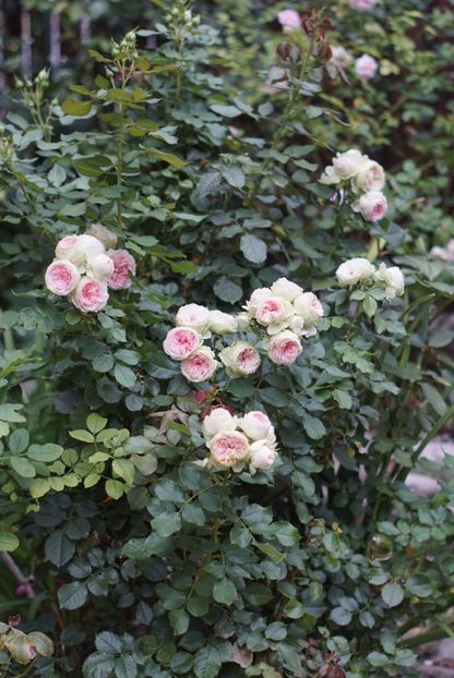  - August 2019- August 2020