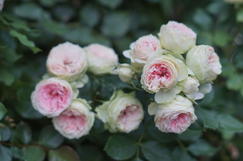  - August 2019- August 2020