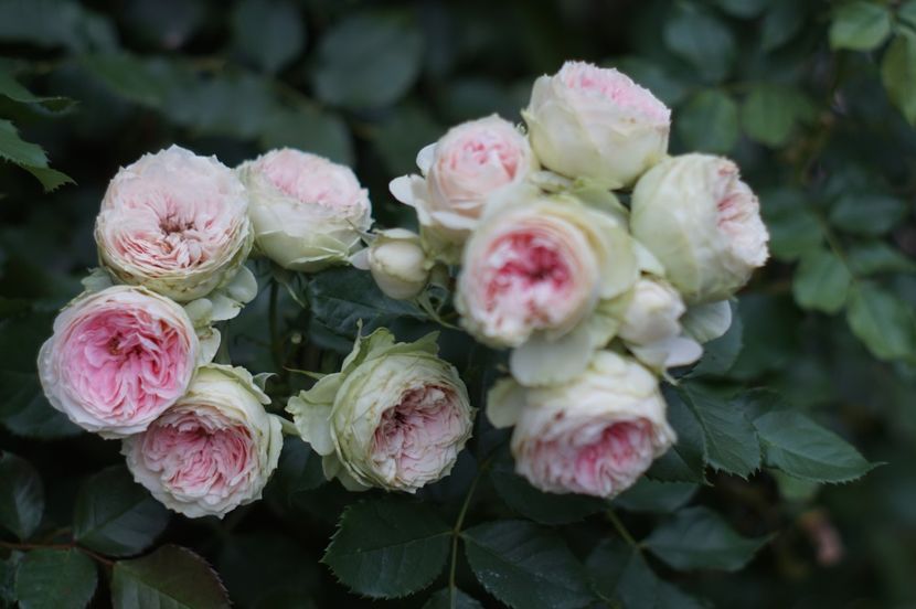  - August 2019- August 2020