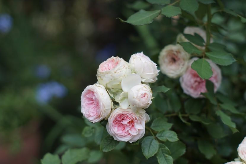  - August 2019- August 2020