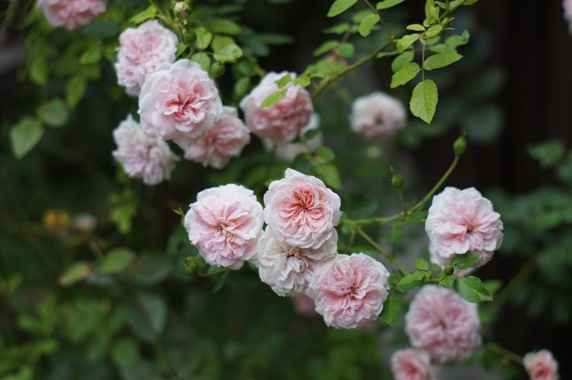  - August 2019- August 2020