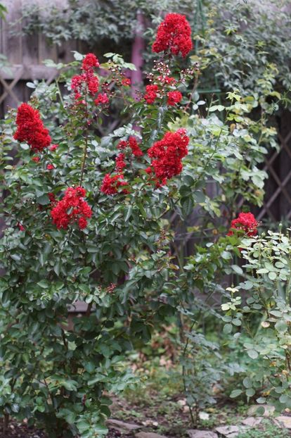  - August 2019- August 2020