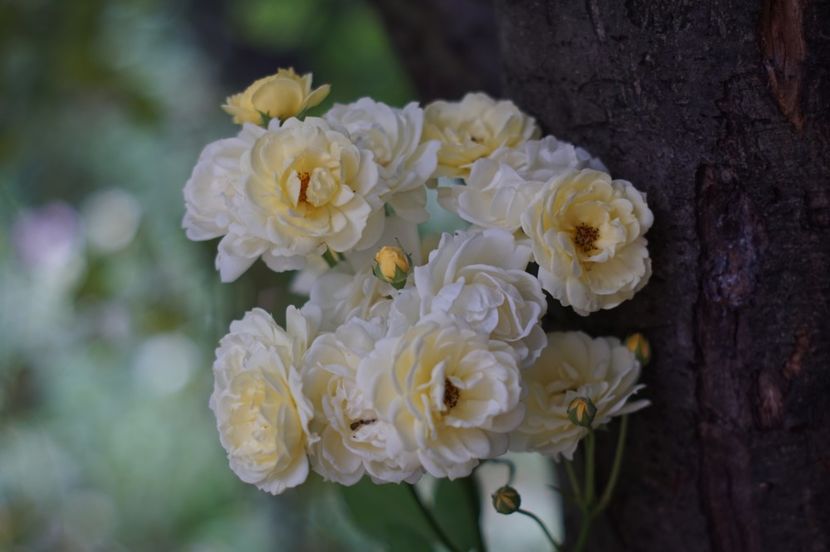  - August 2019- August 2020