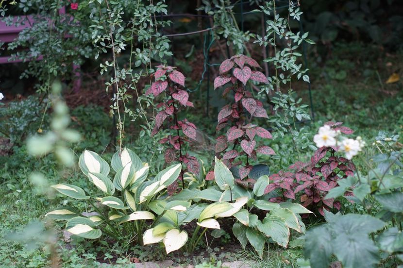  - August 2019- August 2020