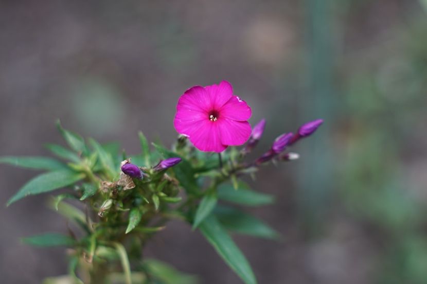  - August 2019- August 2020