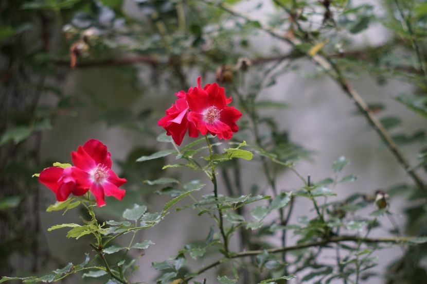  - August 2019- August 2020