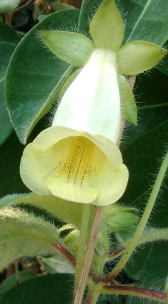 sinningia Conspicua - Gesneriacee