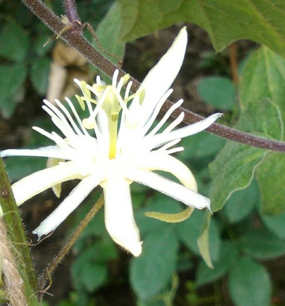 Passiflora capsularis - Flori2019