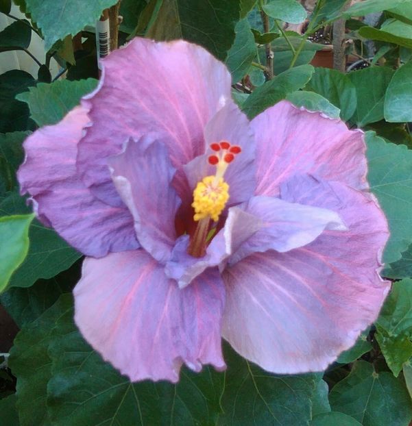  - Hibiscus Tahitian Purple Sovereign