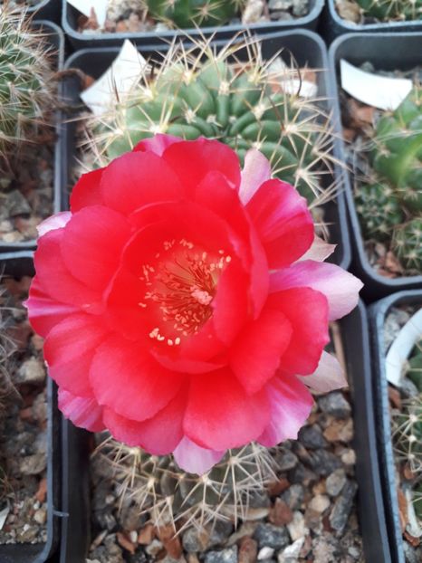 Lobivia sp. - Cactusi înfloriti 2019