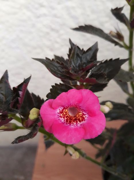 2019 - 0001 2022 - Wild Girl