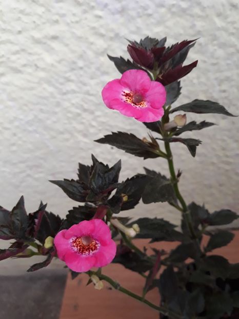  - 0001 2022 - Wild Girl