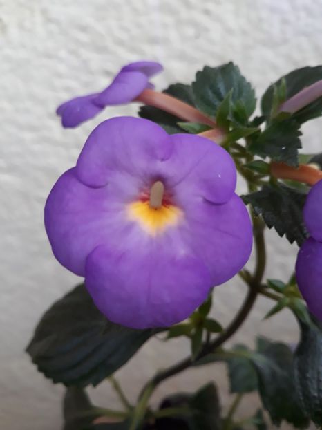  - R19 - RF s Skinerii