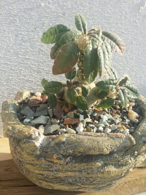  - plantutele mele